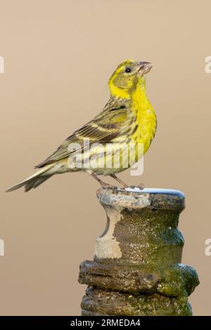 Europäische Serin (Serinus serinus), Seitenansicht eines erwachsenen Mannes auf einer Pfeife, Kampanien, Italien Stockfoto