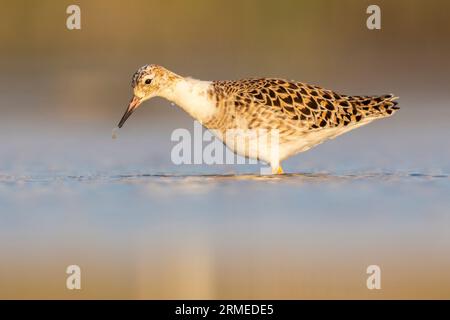 Ruff (Philomachus pugnax), Seitenansicht eines erwachsenen Mannes, der im Wasser steht, Kampanien, Italien Stockfoto