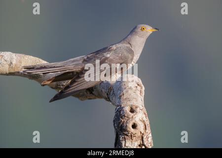 Gewöhnlicher Kuckuckuck (Cuculus canorus), Seitenansicht eines erwachsenen Männchens auf einem Ast, Kampanien, Italien Stockfoto