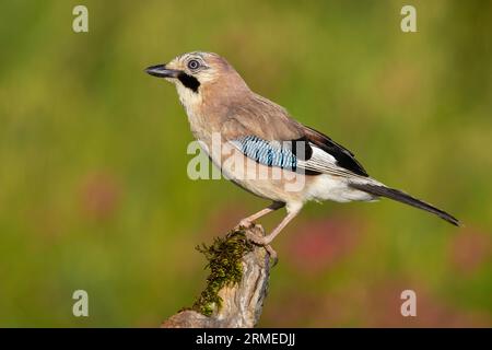 Eurasischer Jay (Garrulus glandarius), Seitenansicht eines Erwachsenen auf einem alten Ast, Kampanien, Italien Stockfoto