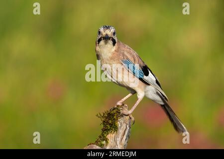 Eurasischer Jay (Garrulus glandarius), Erwachsener, der auf einem alten Ast in Kampanien, Italien, thront Stockfoto