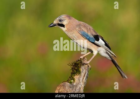 Eurasischer Jay (Garrulus glandarius), Seitenansicht eines Erwachsenen auf einem alten Ast, Kampanien, Italien Stockfoto