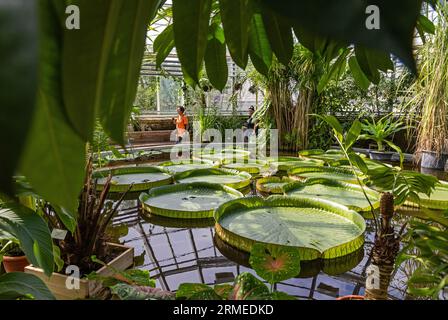 Der Botanische Garten der Universität Uppsala (Schwedisch Botaniska trädgården) in der Nähe der Burg Uppsala ist der wichtigste botanische Garten der Universität Uppsala. Im Bild: Das tropische Gewächshaus. Stockfoto