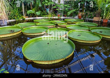 Der Botanische Garten der Universität Uppsala (Schwedisch Botaniska trädgården) in der Nähe der Burg Uppsala ist der wichtigste botanische Garten der Universität Uppsala. Im Bild: Das tropische Gewächshaus. Stockfoto