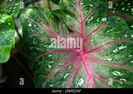 Der Botanische Garten der Universität Uppsala (Schwedisch Botaniska trädgården) in der Nähe der Burg Uppsala ist der wichtigste botanische Garten der Universität Uppsala. Im Bild: Caladium bicolor, das Herz Jesu genannt wird, im tropischen Gewächshaus. Stockfoto