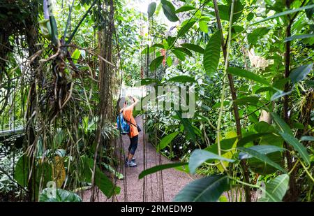 Der Botanische Garten der Universität Uppsala (Schwedisch Botaniska trädgården) in der Nähe der Burg Uppsala ist der wichtigste botanische Garten der Universität Uppsala. Auf dem Bild: Touristen im 'Regenwald', im tropischen Gewächshaus. Stockfoto