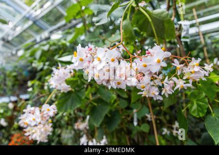 Der Botanische Garten der Universität Uppsala (Schwedisch Botaniska trädgården) in der Nähe der Burg Uppsala ist der wichtigste botanische Garten der Universität Uppsala. Auf dem Bild: Pearcea bilabiata, aus Ecuador, im tropischen Gewächshaus. Stockfoto