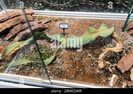 Der Botanische Garten der Universität Uppsala (Schwedisch Botaniska trädgården) in der Nähe der Burg Uppsala ist der wichtigste botanische Garten der Universität Uppsala. Im Bild: Welwitschia mirabilis, im tropischen Gewächshaus. Stockfoto