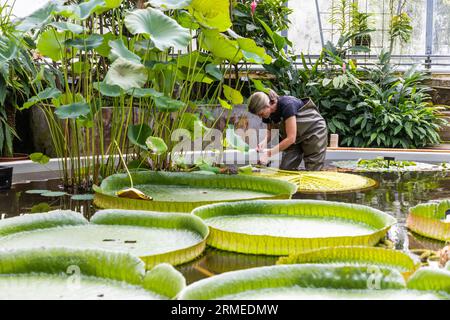 Der Botanische Garten der Universität Uppsala (Schwedisch Botaniska trädgården) in der Nähe der Burg Uppsala ist der wichtigste botanische Garten der Universität Uppsala. Im Bild: Gärtner im tropischen Gewächshaus. Stockfoto