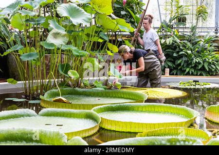 Der Botanische Garten der Universität Uppsala (Schwedisch Botaniska trädgården) in der Nähe der Burg Uppsala ist der wichtigste botanische Garten der Universität Uppsala. Im Bild: Gärtner im tropischen Gewächshaus. Stockfoto