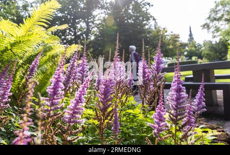 The University of Uppsala Botanical Garden (In Swedish: Botaniska trädgården), near Uppsala Castle, is the principal botanical garden belonging to Uppsala University. In the picture: Astilbe chinensis, commonly known as false goat's beard, tall false-buck's-beard or Chinese astilbe. Stock Photo