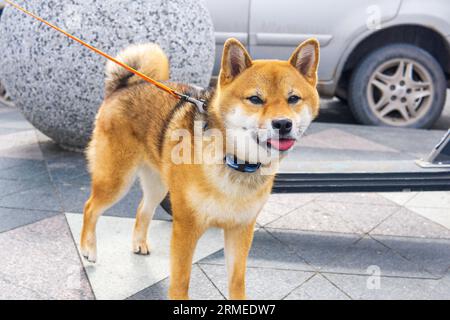 shiba-inu-Hund im urbanen Umfeld Stockfoto