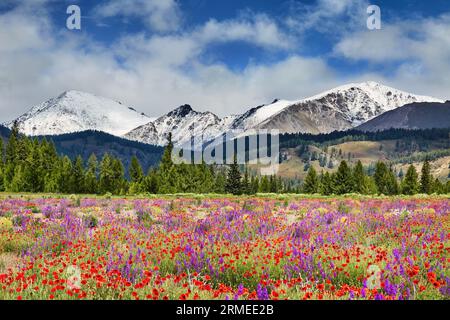 Landschaft mit schneebedeckten Bergen, Wald und blühendem Feld mit Wildblumen Stockfoto