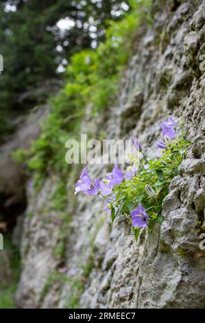 Campanula rotundifolia-Blüten, bekannt als kleine Blaubeere, wachsen auf einem Felsbrocken in den Rarau-Bergen in Rumänien. Weichzeichner Nahaufnahme Stockfoto