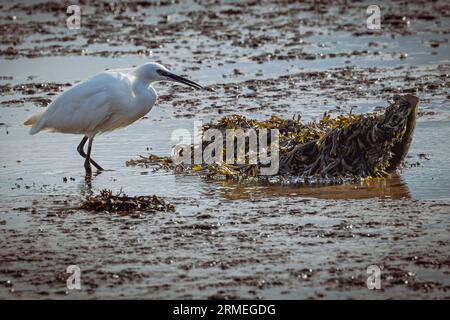 Kleiner Weißreiher am Fluss exe bei Topsham, Devon bei Ebbe. Stockfoto