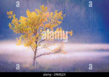 Junge Eiche entlang des Sumpfes mit Nebel und knallig gesägten Herbstblättern Stockfoto