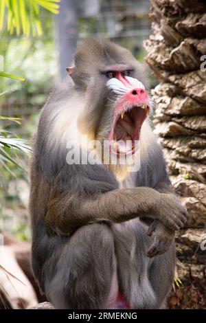 Der Mandrill hat dicke, violette und blaue Rillen entlang der Nase, rote Lippen und Nase und einen goldenen Bart. Stockfoto