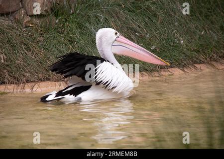 Australische Pelikane sind einer der größten fliegenden Vögel. Sie haben einen weißen Körper und Kopf und schwarze Flügel. Sie haben einen großen rosa Schein. Stockfoto