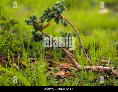 Pinus mugo Turra, Bergkiefer, schwarzpferd, Zwergkiefer in natürlichem Lebensraum, junger verdrehter Spross, auf verschwommenem Hintergrund Nahaufnahme Stockfoto