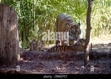 Tigerjungen haben ein goldenes Fell mit dunklen Streifen, der Tiger ist die größte Wildkatze der Welt. Stockfoto