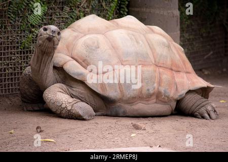 Aldabras Schildkröten sind eine der weltweit größten Landschildkröten Stockfoto