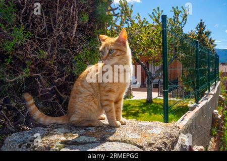 Orangefarbene Katze mit Tabby-Motiv sitzt. Stockfoto