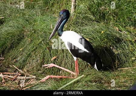 Der Jabiru oder Schwarzhalsstorch ist ein schwarz-weißer Wasservogel, der beeindruckend 1,3m m hoch ist und eine Flügelspanne von etwa 2m m hat. Kopf und Hals schon Stockfoto