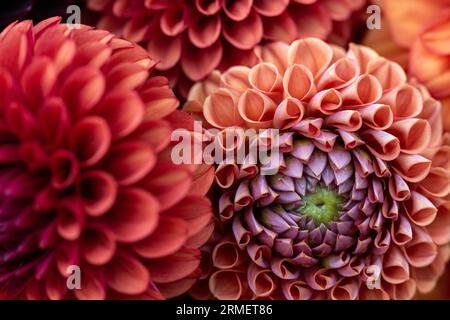 Dahlia blüht Hintergrund. Bunte Dahlienblüten aus nächster Nähe. Floraler Hintergrund. Stockfoto