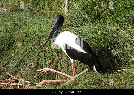 Der Jabiru oder Schwarzhalsstorch ist ein schwarz-weißer Wasservogel, der beeindruckend 1,3m m hoch ist und eine Flügelspanne von etwa 2m m hat. Kopf und Hals schon Stockfoto