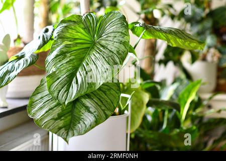 Tropische „Philodendron Mamei“-Zimmerpflanze mit silbernem Muster auf großen Blättern Stockfoto