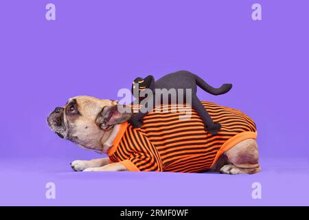 Lustiges Halloween Hundekostüm. Französischer Bulldog mit gruseliger schwarzer Katze, die auf dem Rücken auf violettem Hintergrund reitet Stockfoto