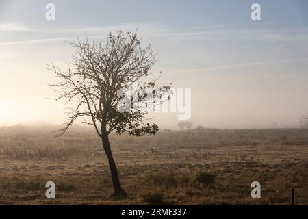 Blick auf den einzelnen Baum auf der Wiese am nebligen Morgen Stockfoto