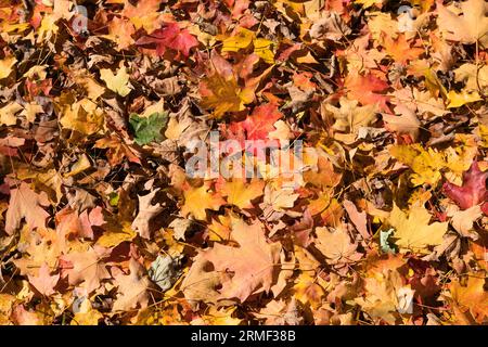 Bunte Ahornblätter auf dem Boden, Close-Up, Asheville, North Carolina, USA Stockfoto