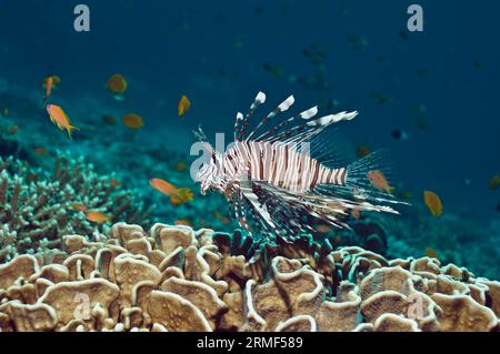 Rotfeuerfische (Pterois volitans) schwimmen über Blauen Korallen (Heliopora coerulea). Nur das Innere des toten Skeletts zeigt die blaue Farbe. Blue cora Stockfoto