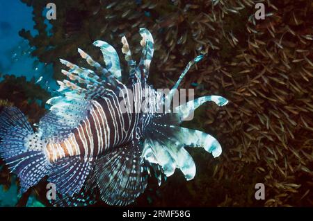 Rotfeuerfische (Pterois volitans) auf der Jagd nach Kardinalfischen, Blick auf die Hinterhand. Rinca, Komodo-Nationalpark, Indonesien. Stockfoto