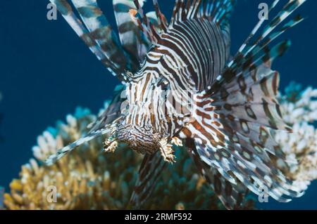 Löwenfische (Pterois volitans). Raja Ampat, West Papua, Indonesien. Stockfoto