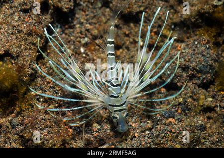 Rotfeuerfische (Pterois volitans) juvenile. Indonesien. Stockfoto