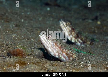 Ein Paar Echsenfische (Synodus sp.) Halb vergraben im Sand liegend, auf Beute wartend. Rinca, Komodo-Nationalpark, Indonesien. Stockfoto
