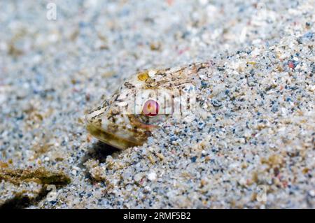 Echsenfisch (Synodus sp.) In sandigem Boden vergraben. Manado, Nord-Sulawesi, Indonesien. Stockfoto