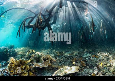 Wellen des Sonnenlichts durch Mangrovenwurzeln (Rhizophora sp.) Am Rand des Korallenriffs. Raja Ampat, Indonesien. Stockfoto