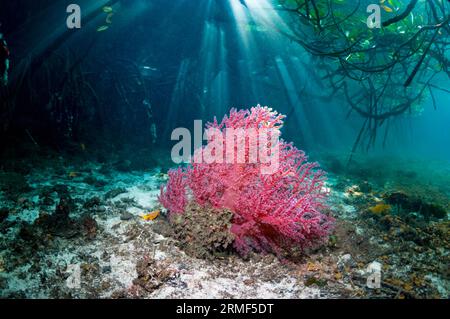 Blaue Mangrove. Weichkorallen, die an Mangrovenwurzeln wachsen (Rhizophora sp). Raja Ampat, West Papua, Indonesien. Stockfoto