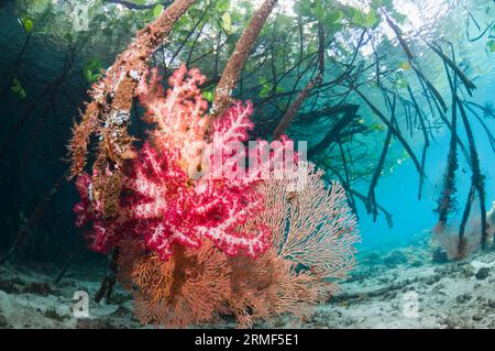 Weichkorallen, die an Mangrovenwurzeln wachsen (Rhizophora sp.). Raja Ampat; Indonesien. Stockfoto