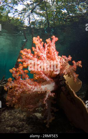 Blaue Mangrove. Weichkorallen, die an Mangrovenwurzeln wachsen (Rhizophora sp). Raja Ampat, West Papua, Indonesien. Stockfoto