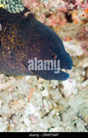Gelbmarkige Moräne (Gymnothorax flavimarginatus). Rinca, Komodo-Nationalpark, Indonesien. Stockfoto
