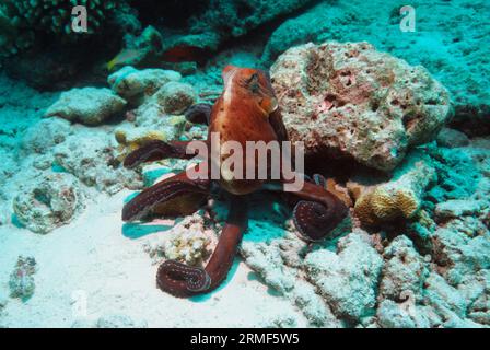 Tagoktopus (Octopus cyanea) auf der Jagd nach Korallenschutt. Andamanensee, Thailand. Stockfoto