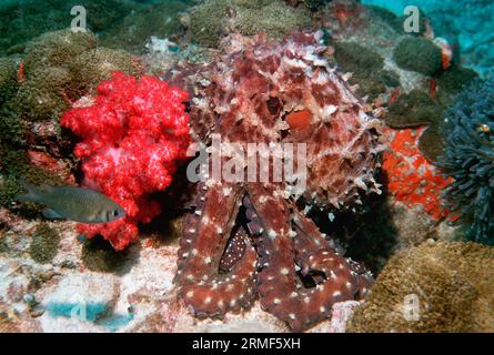 Tagesoktopus (Octopus cyanea). Andamanensee, Thailand. Stockfoto