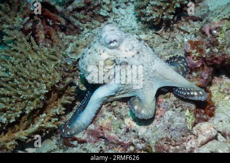 Tagesoktopus (Octopus cyanea) auf Korallenjagd. Andamanensee, Thailand. Stockfoto