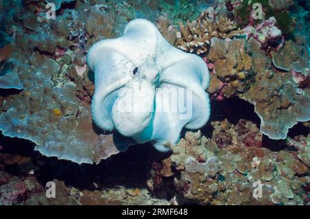 Tagesoktopus (Octopus cyanea) auf Korallenjagd. Andamanensee, Thailand. Stockfoto