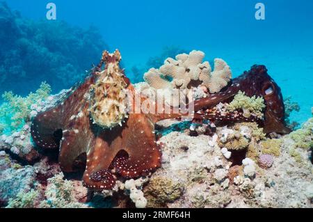 Tagesoktopus (Octopus cyanea), der den Arm zum Weibchen ausdehnt, um sich zu paaren. Ägypten, Rotes Meer. Stockfoto