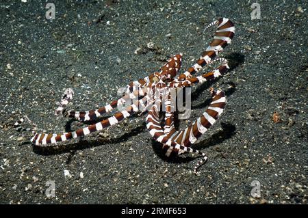 „Wunderpus“ (Wunderpus photogenicus) kann die Farbe spektakulär verändern und viele verschiedene Formen annehmen. Lembeh-Straße, Nord-Sulawesi, Indonesien. Stockfoto